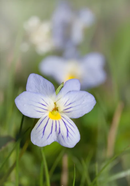 Amerikan alan Pansy, Viola bicolor, erken Bahar — Stok fotoğraf