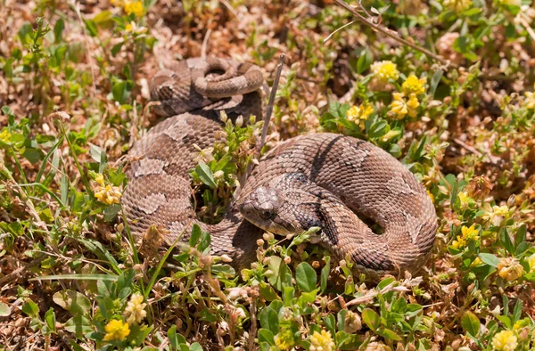 Western Hognose serpente, parcialmente enrolada, semelhante a uma cascavel, camuflada na grama — Fotografia de Stock