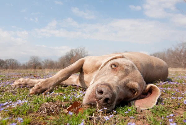 Komische beeld van een Weimarse staande hond hond lui, liggen in voorjaar gras op zoek op de kijker — Stockfoto