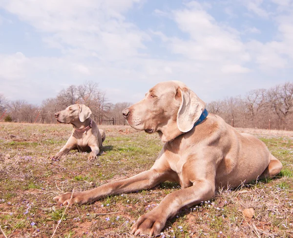 Twee Weimarse staande hond honden in de lente zon — Stockfoto