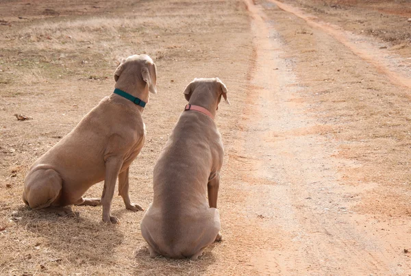 Dos perros esperando junto a una entrada para que alguien regrese a casa, mirando por el camino, extrañando a su gente —  Fotos de Stock