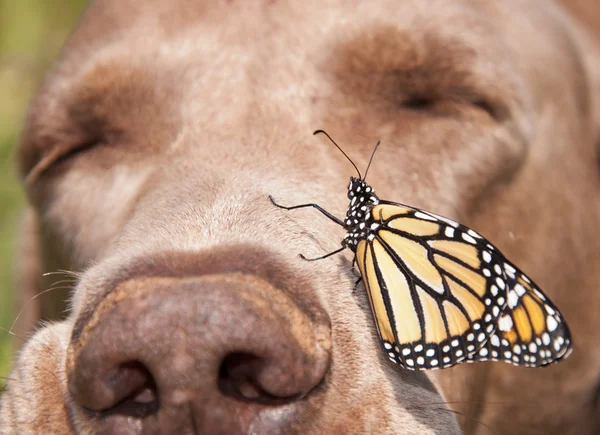 Borboleta monarca empoleirada no lado do nariz de um cão, com o cão dormindo — Fotografia de Stock