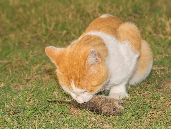 Πορτοκαλί και λευκό γάτα τρώει ένα ποντίκι στο γρασίδι — Φωτογραφία Αρχείου