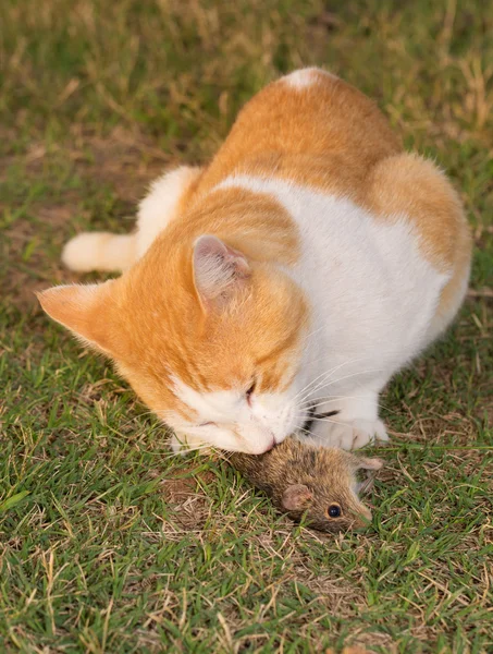 Gato comiendo un ratón en hierba — Foto de Stock