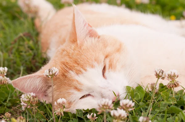 Bílé a zázvor kočka spící v trávě — Stock fotografie