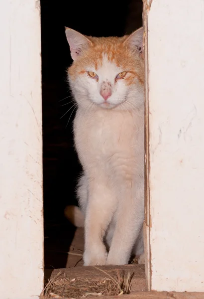 Witte en gember kater op zoek via schuur deuren — Stockfoto