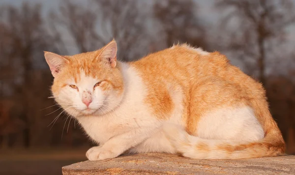 Грубо выглядящий оранжево-белый кот смотрит на зрителя под вечерним солнцем — стоковое фото