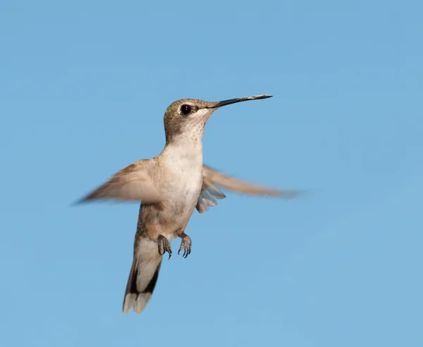 Fiatal Ruby torkú Hummingbird repülés ellen, tiszta kék ég — Stock Fotó