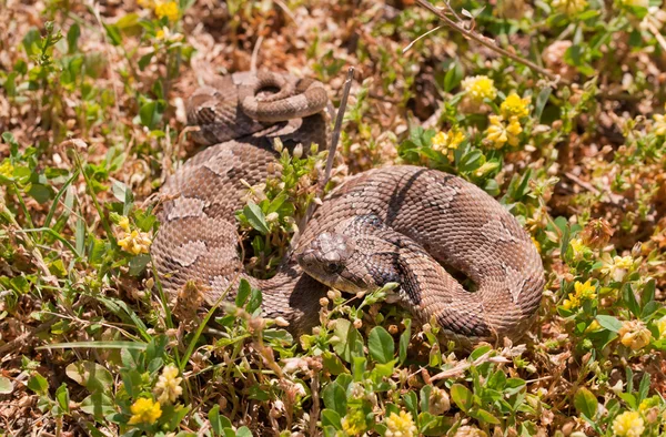 서 부 Hognose 뱀, 부분적으로 코일, 방울뱀, 잔디에 위장을 닮은 로열티 프리 스톡 사진