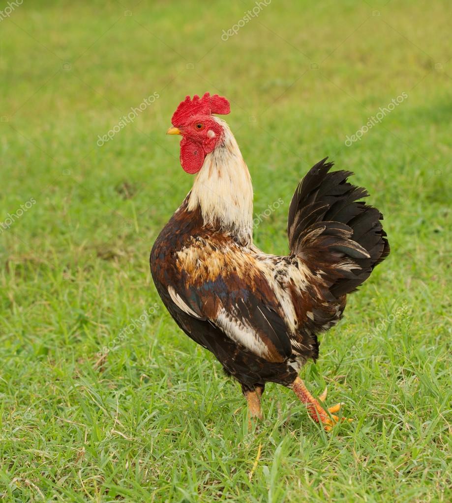 Beautiful colorful bantam rooster against summer green background