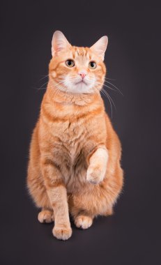 Oturan turuncu tekir kedi