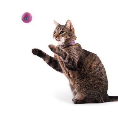 Kahverengi tekir kedi oyuncak yakalamak