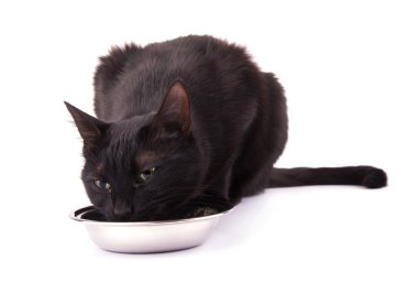 Kara kedi dikkatle onu kase lezzetli yemekten sonra temiz bir yalama