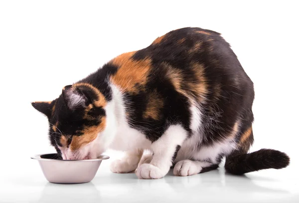 Calico cat eating out of a silver bowl — Stock Photo, Image