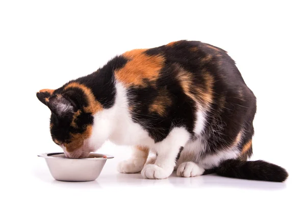 Tricolor calico cat eating out of a bowl on white — Stock Photo, Image