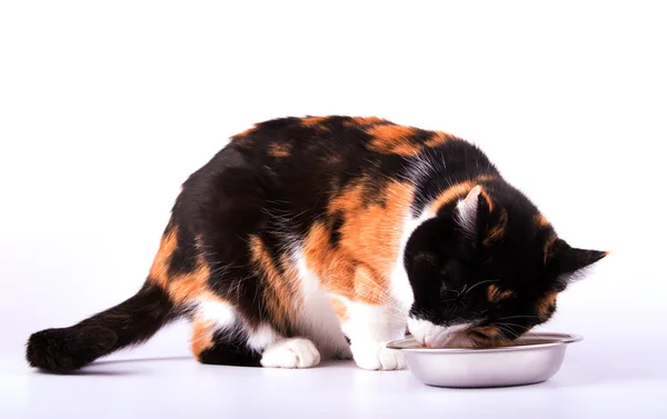 Beautiful calico cat eating out of a silver bowl — Stock Photo, Image