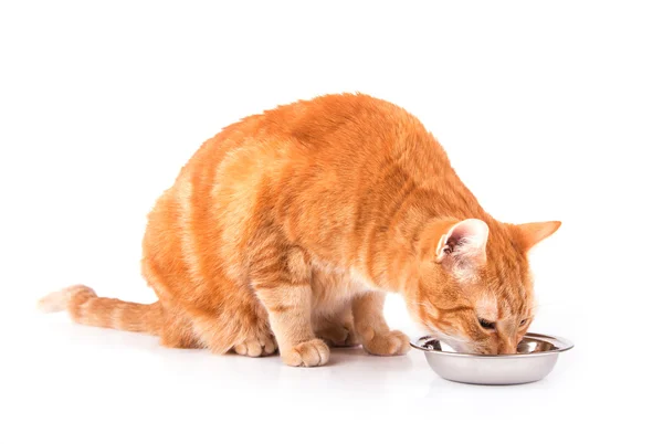 Orange tabby cat eating out of a silver bow — Stock Photo, Image