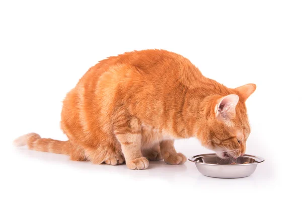 Orange tabby cat eating — Stock Photo, Image