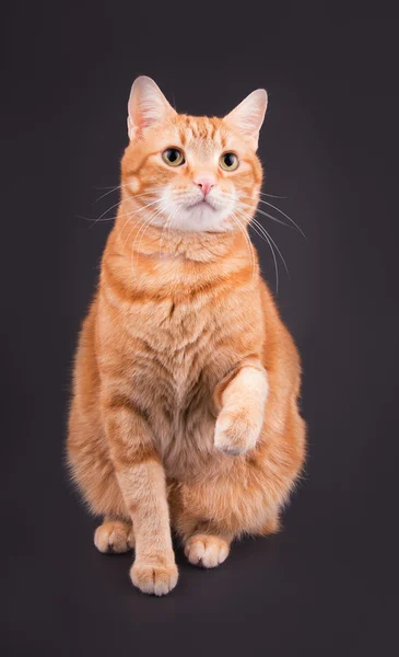 Oranžová mourovatá kočka sedící — Stock fotografie