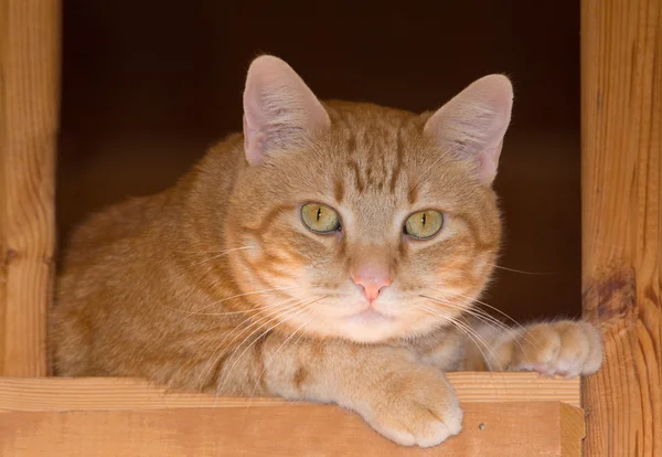 Orange tabby cat resting on a rustic wooden staircase