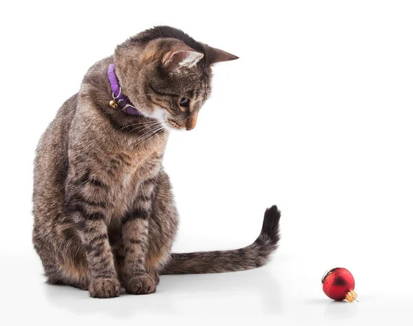 Brown tabby cat looking at a red bauble — Stock Photo, Image