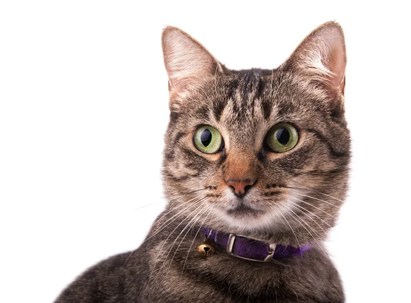 Closeup of a brown tabby cat looking to the left of the viewer — Stock Photo, Image