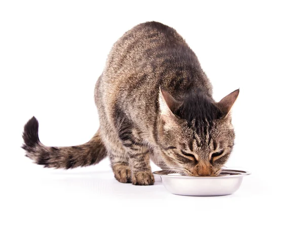 Brown tabby cat eating her meal — Stock Photo, Image