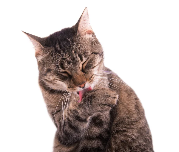 Tabby cat grooming herself — Stock Photo, Image