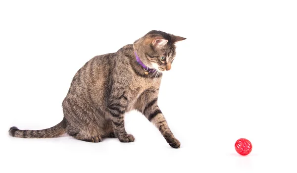 Brown tabby cat playing with a red ball — Stock Photo, Image