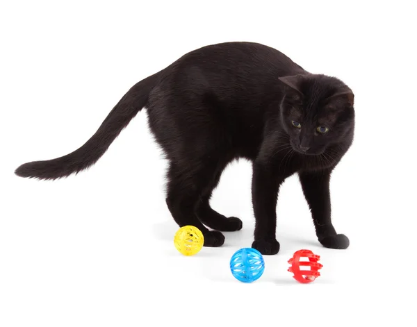 Gato preto brincando com brinquedos coloridos de gato no branco — Fotografia de Stock