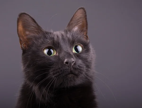 Záběr roztomilá černá kočka againt tmavě šedé pozadí — Stock fotografie