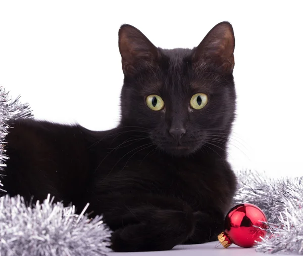 Gato preto bonito com uma bugiganga vermelha e ouropel de prata — Fotografia de Stock