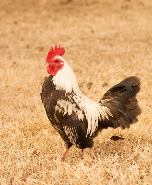 Guapo marrón y blanco gallo bantam moteado — Foto de Stock