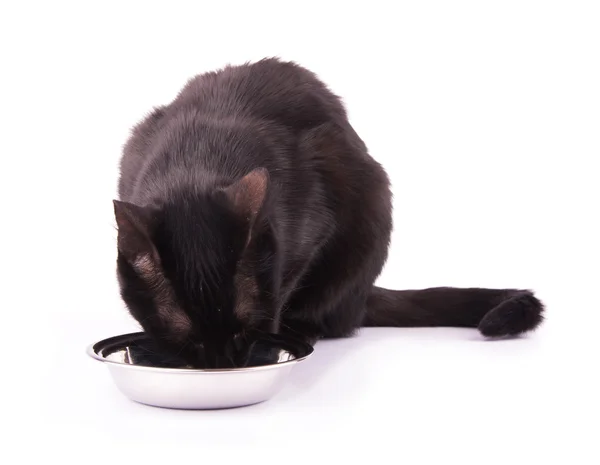 Černá kočka jíst z její stříbrné barevné misky — Stock fotografie