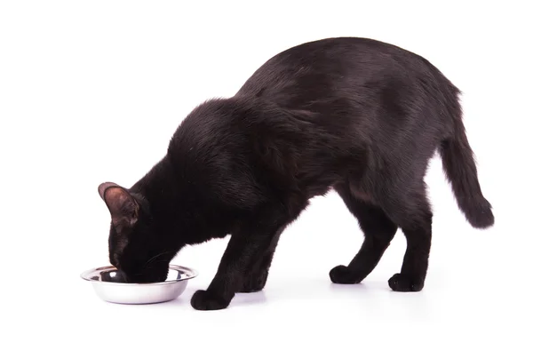 Gato preto bonito comendo enquanto se levanta — Fotografia de Stock