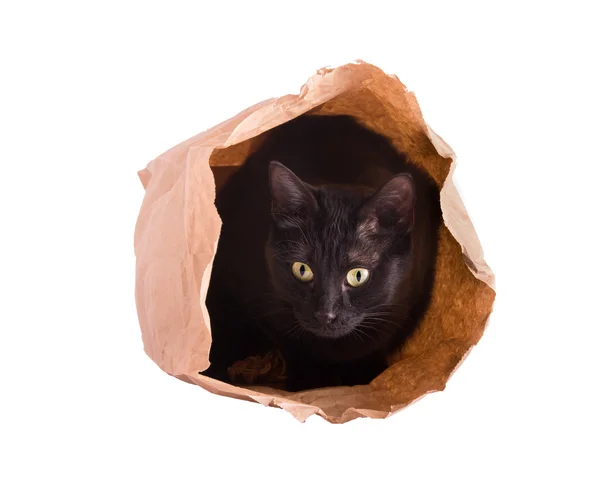 Katt som gömmer sig i en brun papperspåse isolerad på vit — Stockfoto