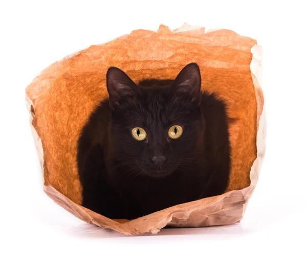 Svart katt spelar och gömmer sig i en brun papperspåse — Stockfoto