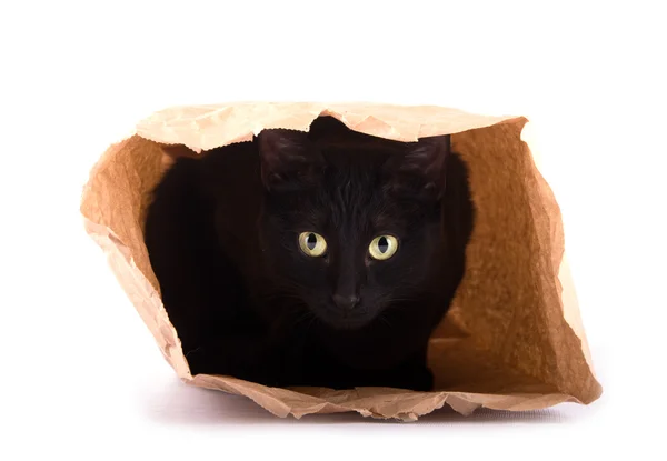 Verspielte schwarze Katze versteckt sich in brauner Papiertüte — Stockfoto