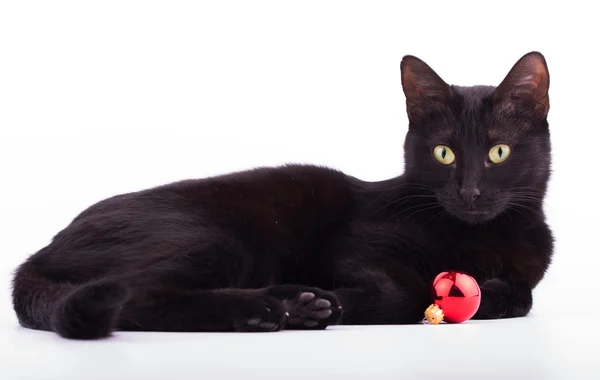 Черная кошка с красной безделушкой — стоковое фото