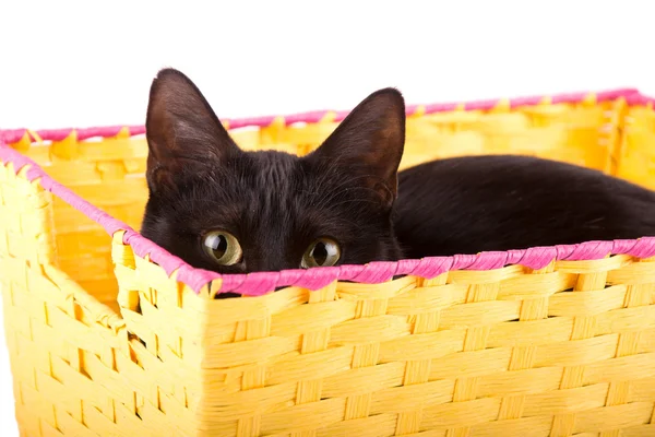 Olhos amarelos afiados de um gato preto curiosamente espreitando sobre a borda de uma cesta amarela — Fotografia de Stock