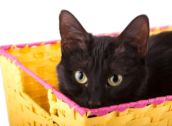 Verspielte schwarze Katze lugt über den Rand eines gelben Korbs — Stockfoto