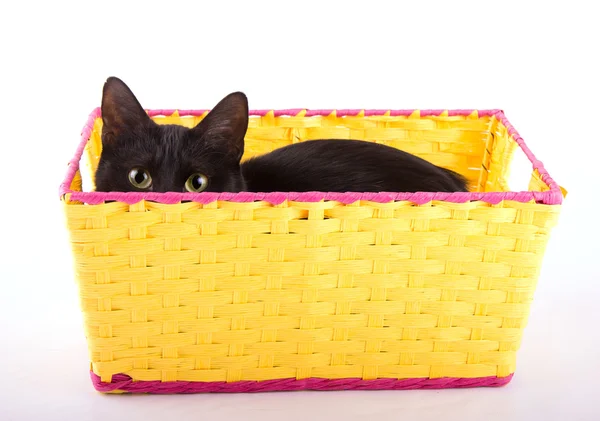 Entzückende schwarze Katze versteckt sich in einem gelben Korb — Stockfoto