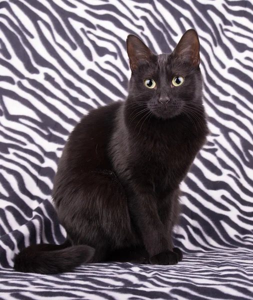 Adorable black cat sitting on zebra print — Stock Photo, Image