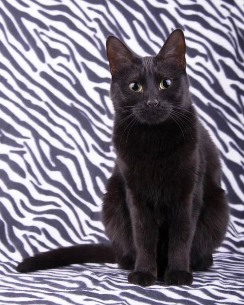 Piękny czarny kot siedzi na tle Paski zebry — Zdjęcie stockowe