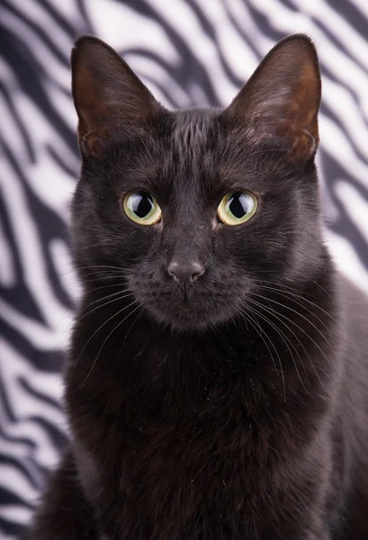 Closeup of a beautiful black cat against zebra striped background — Stock Photo, Image