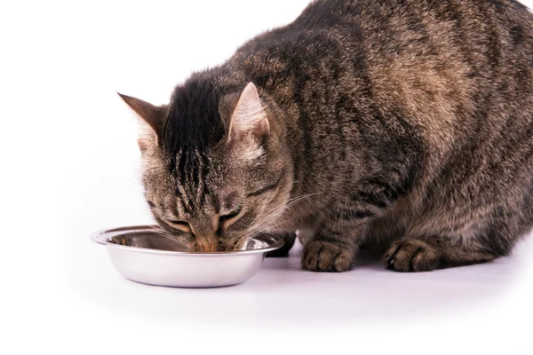 Bruin Cyperse kat eten uit een zilveren kom Stockfoto