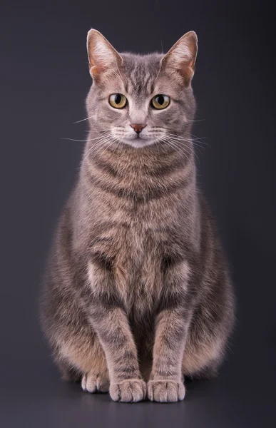 Blue tabby cat sitting against dark gray background — Stock Photo, Image