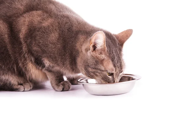 Närbild av en blå tabby katt äta ur en silver skål — Stockfoto