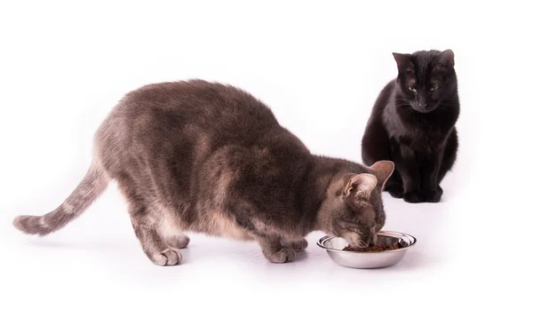 Blå tabby katt äta från en silverskål med en svart katt tittar på henne — Stockfoto