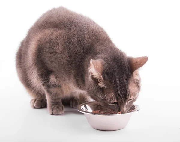 Blue tabby cat eating out of a silver bowl — Stock Photo, Image